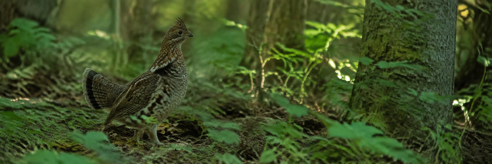 Grouse