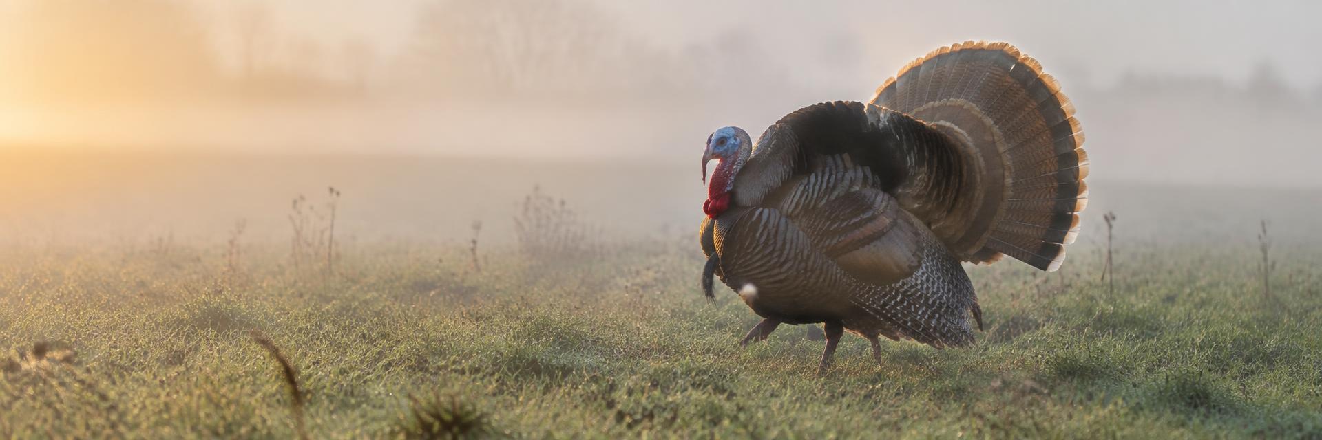 Turkeys