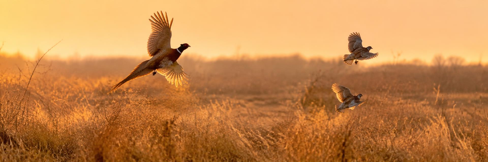 Upland Birds