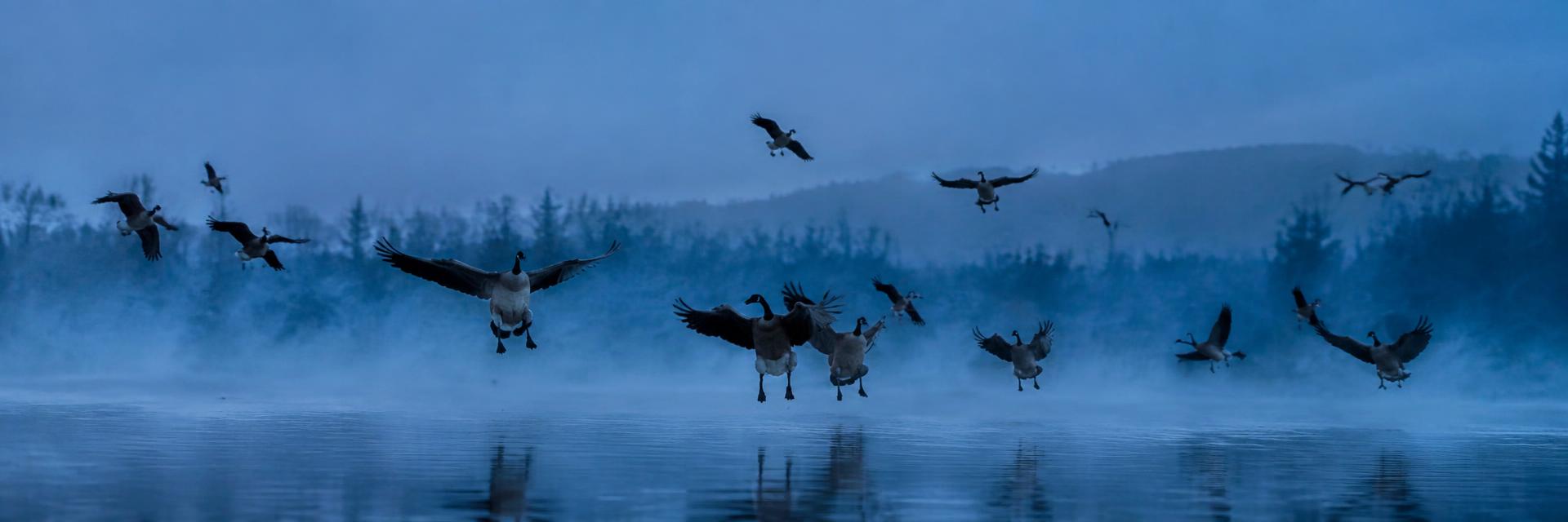 Waterfowl